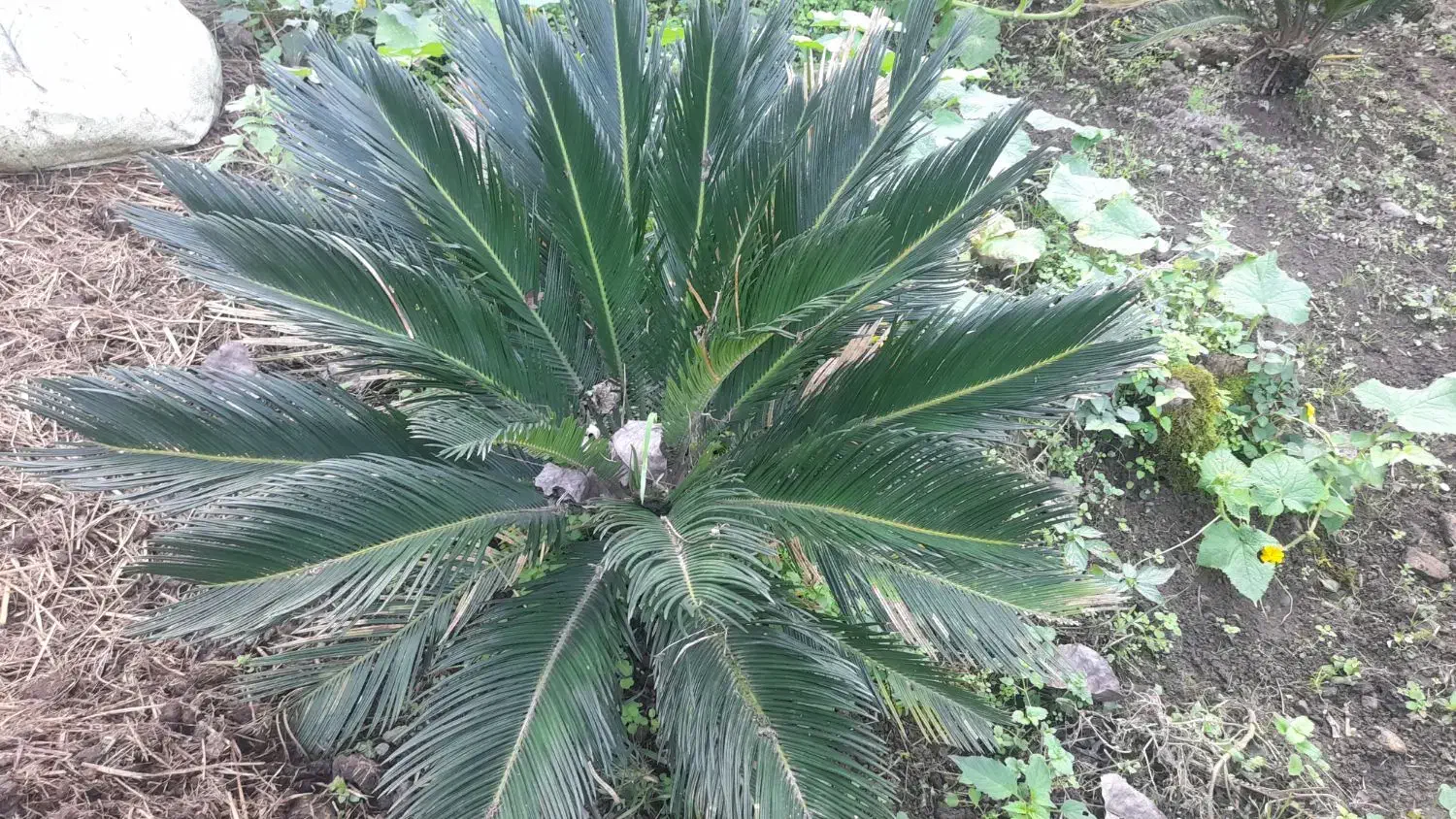 سیکاس فروشی ۲ میلیون|خدمات باغبانی و درختکاری|رشت, آب و برق|دیوار