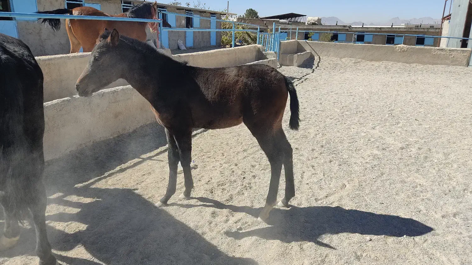 فروش دوعدد کره اسب|اسب و تجهیزات اسب‌سواری|بروجن, |دیوار