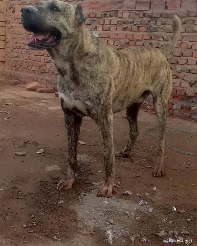 سگ گم شده|حیوانات|چترود, |دیوار