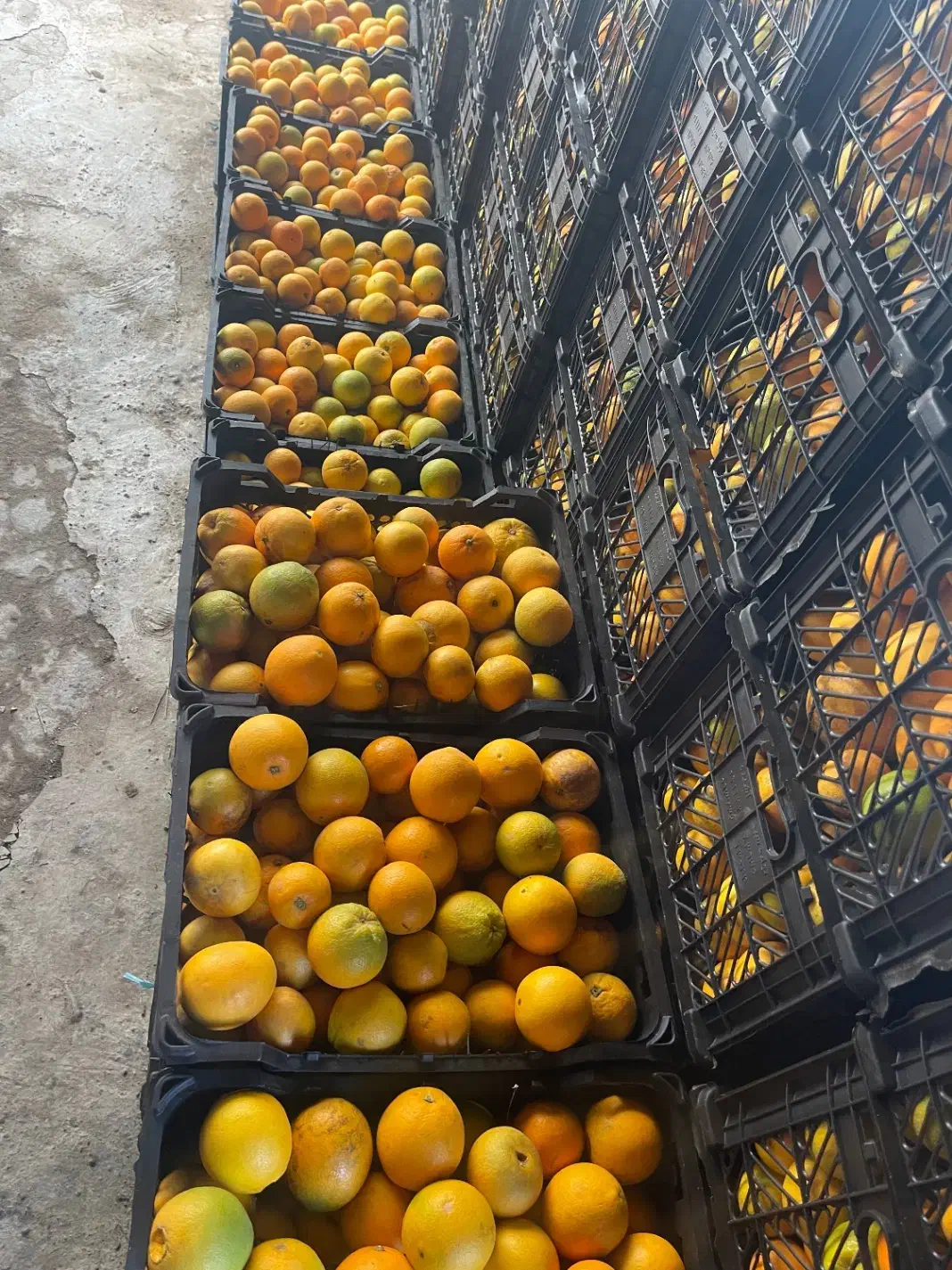 پرتقال تامسون ریز قالب نارنگی درجه یک|عمده‌فروشی|شیرگاه, |دیوار