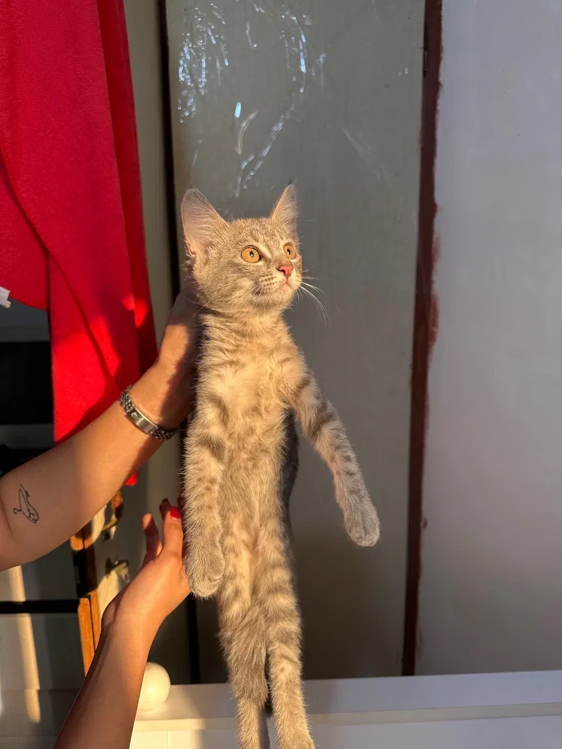 گربه اسکاتیش Dsh|گربه|گرگان, |دیوار