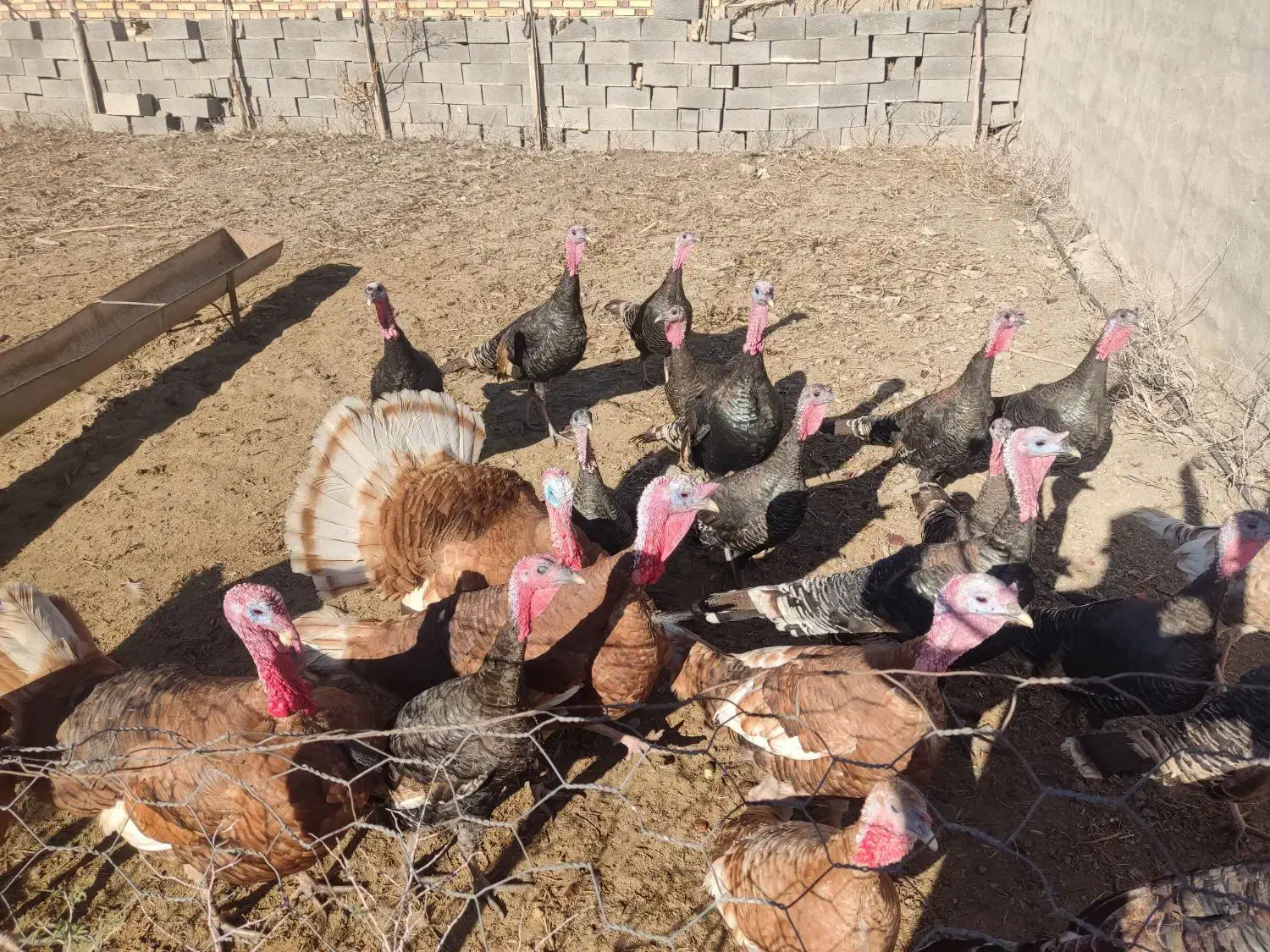 بوقلمون|حیوانات مزرعه|گنبد کاووس, |دیوار