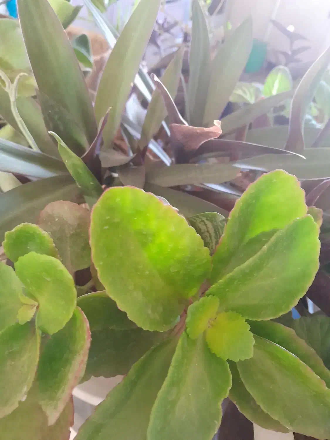 گل های زیبا|گل و گیاه طبیعی|اسفراین, |دیوار