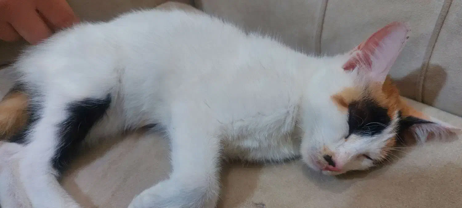 بچه گربه کالیکو شیطون رایگان|گربه|اهواز, سپیدار|دیوار