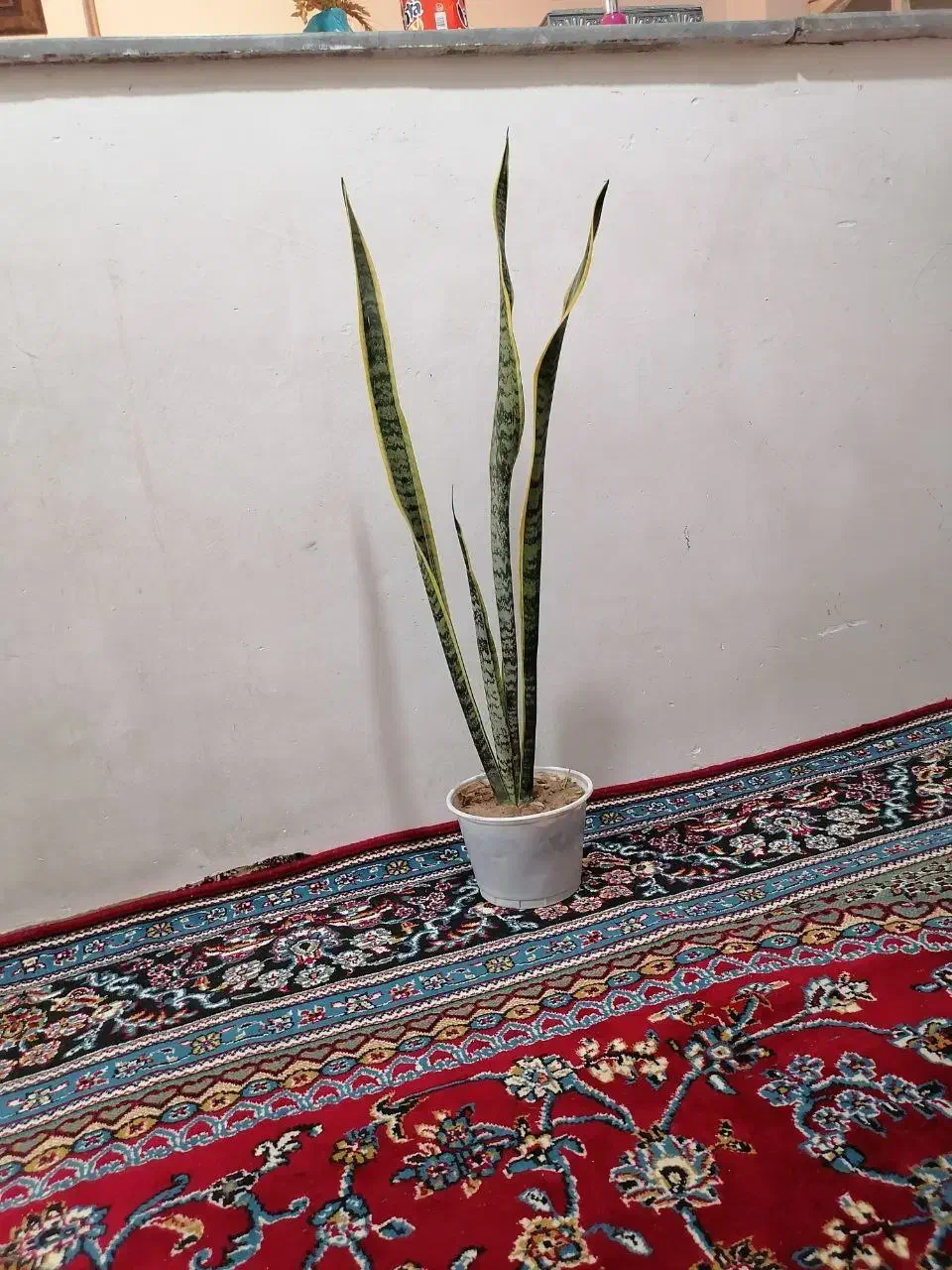 چند گل طبیعی|گل و گیاه طبیعی|تبریز, |دیوار