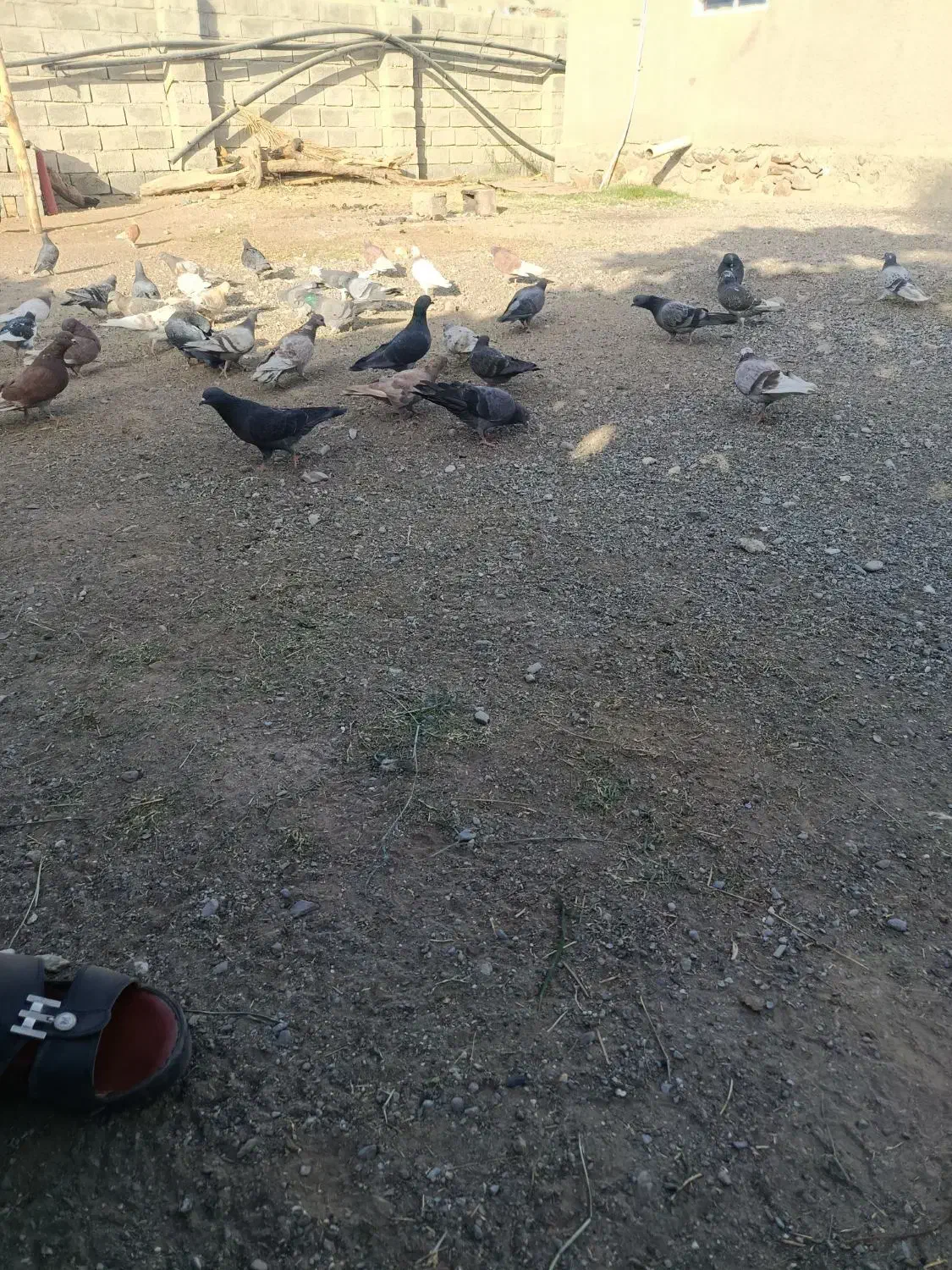 کفتر سالم خوب|پرنده|فاریاب, |دیوار