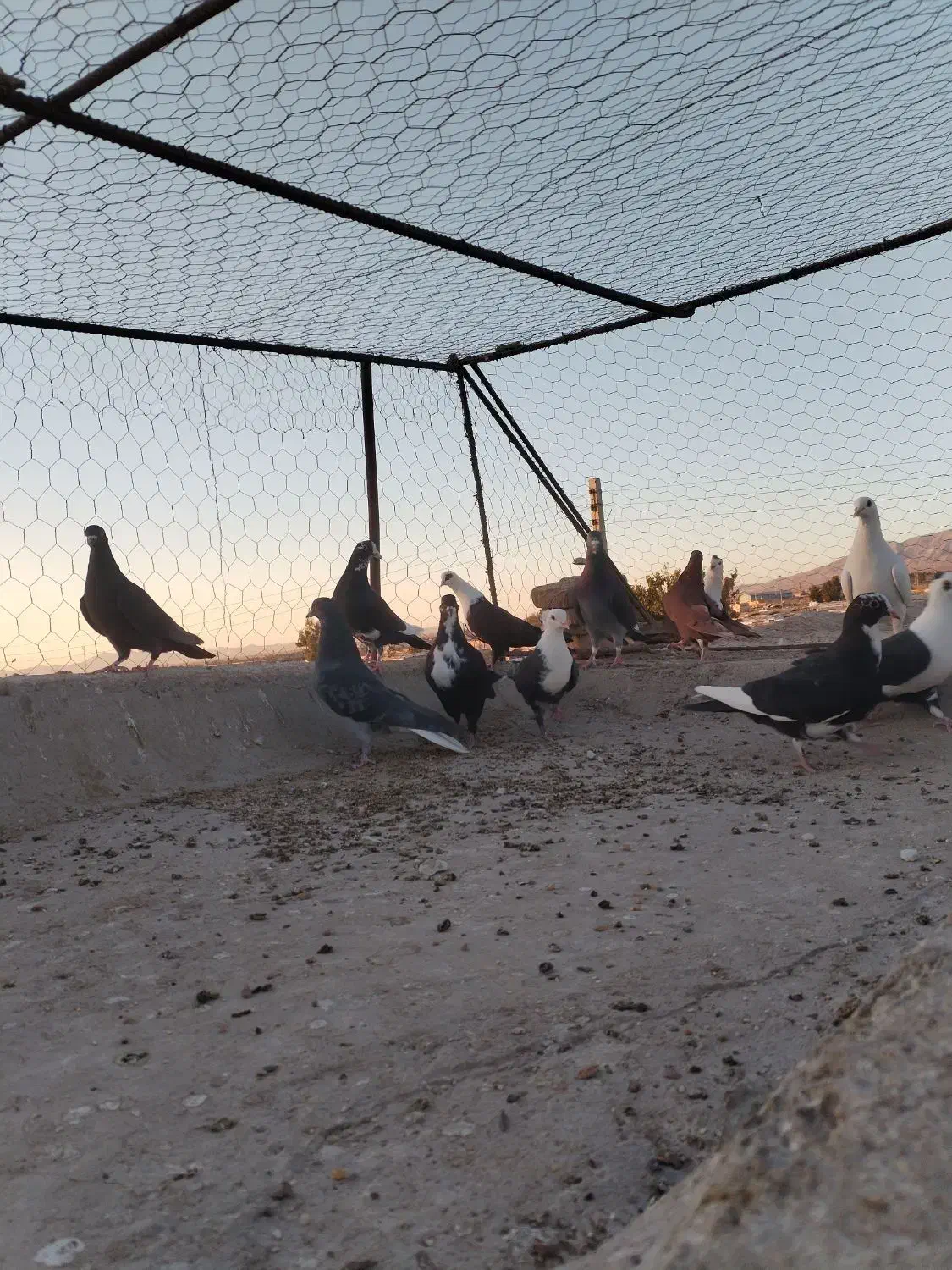 پرنده، کبوتر پریدنی|پرنده|نگار, |دیوار