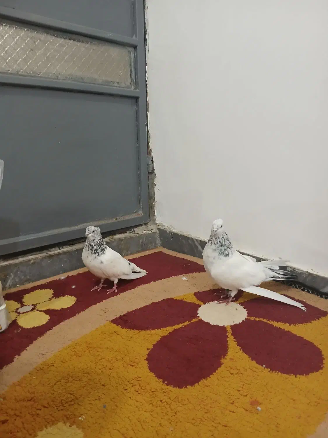 کبوتر شیخ ابری|پرنده|بندر امام خمینی, |دیوار