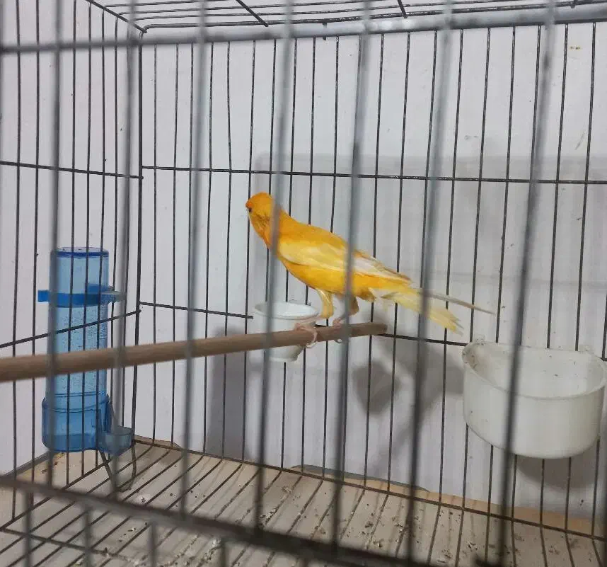 قناری نره بخان|پرنده|رشت, معلولین|دیوار