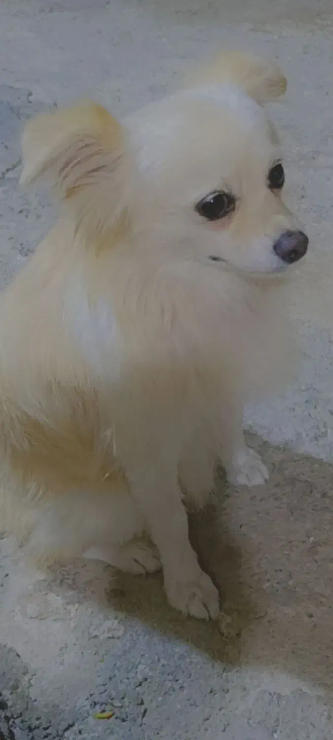 سگ پامر ( روباهی)|سگ|کوهدشت, |دیوار