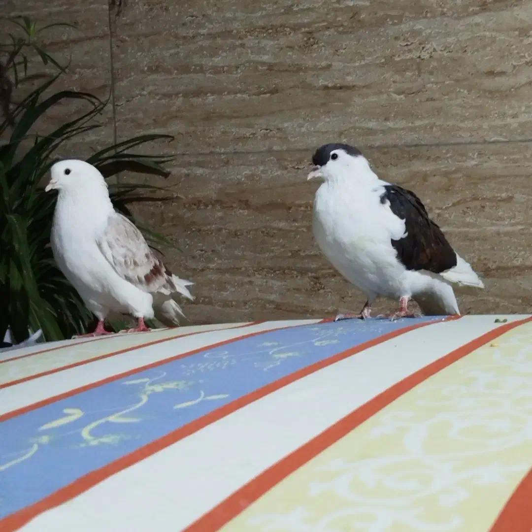 ۱ جفت کبوتر نر و ماده|پرنده|صباشهر, |دیوار