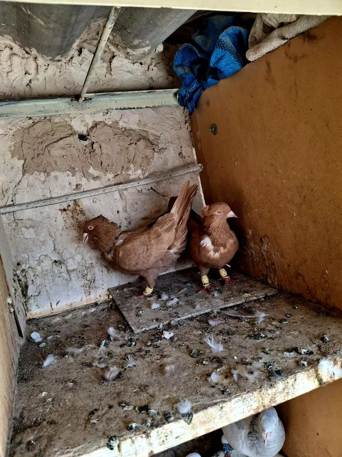 کلاغ نواری پرتغالی|پرنده|مشهد, آبکوه|دیوار