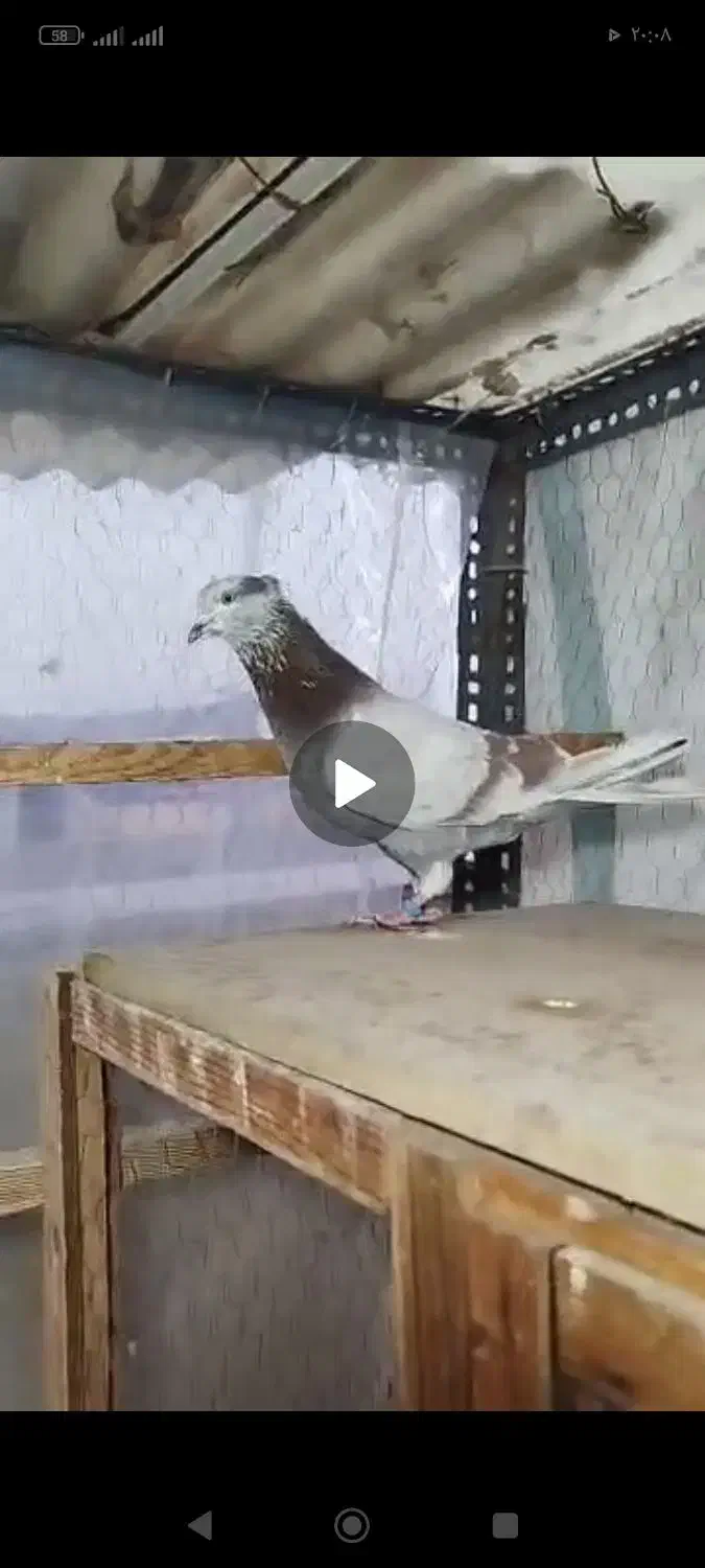 کفتر باخت|حیوانات|تهران, تهرانسر غربی|دیوار