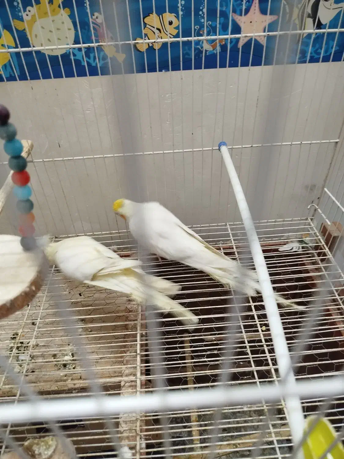 پرنده عروس هلندی|پرنده|گنبد کاووس, |دیوار