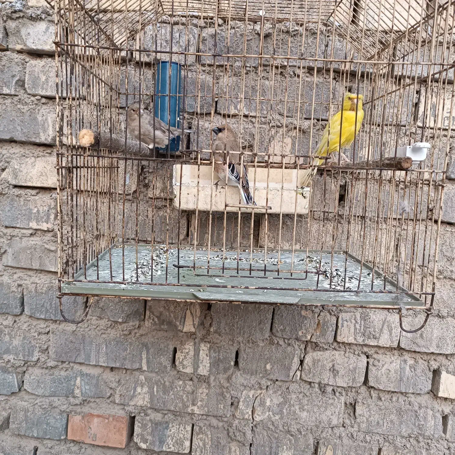 قناری|پرنده|باوی, |دیوار