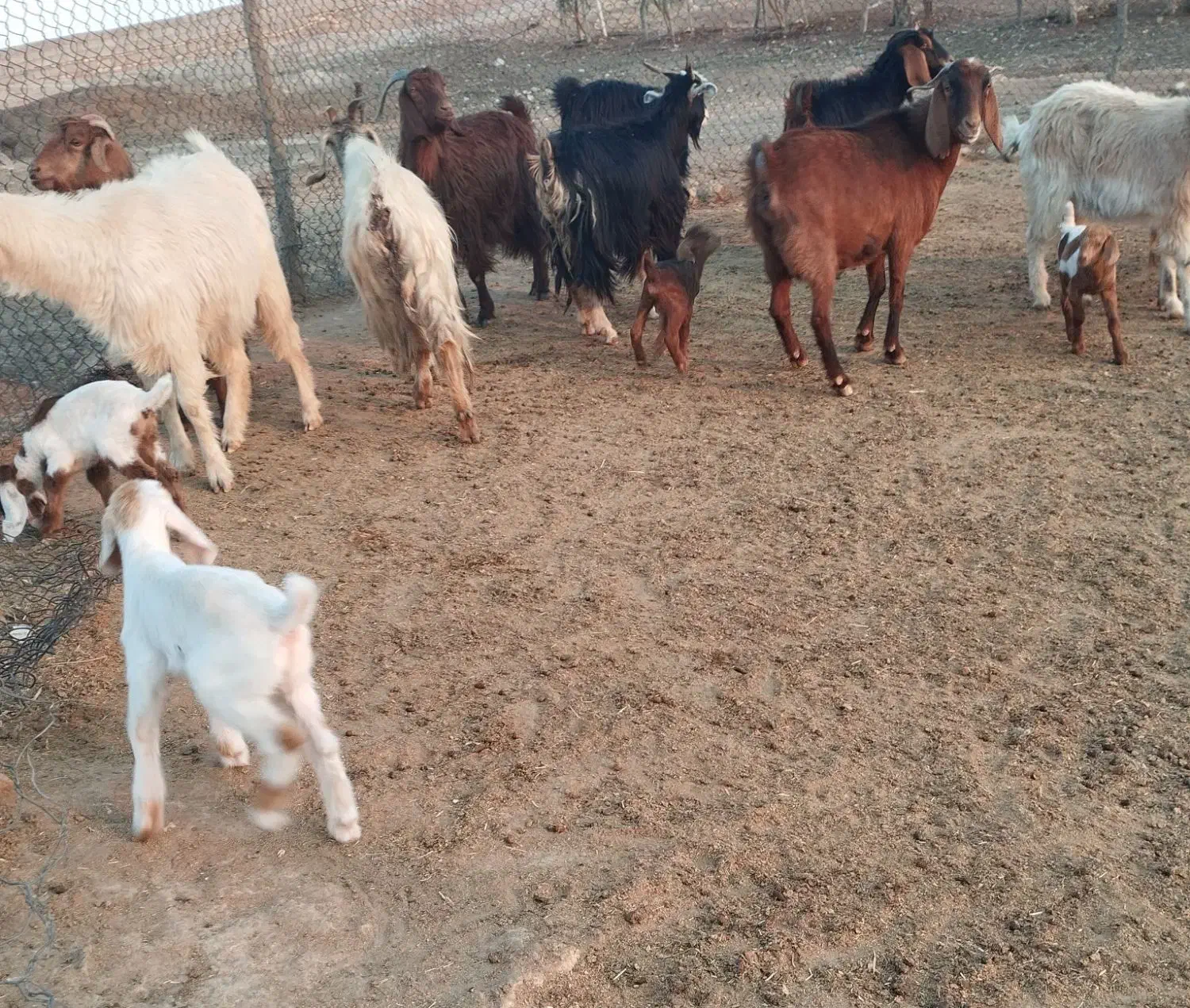 ۵ بزوبی|حیوانات مزرعه|پلدختر, |دیوار