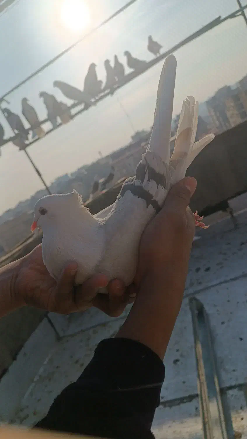 کفتر زینتی|پرنده|صباشهر, |دیوار