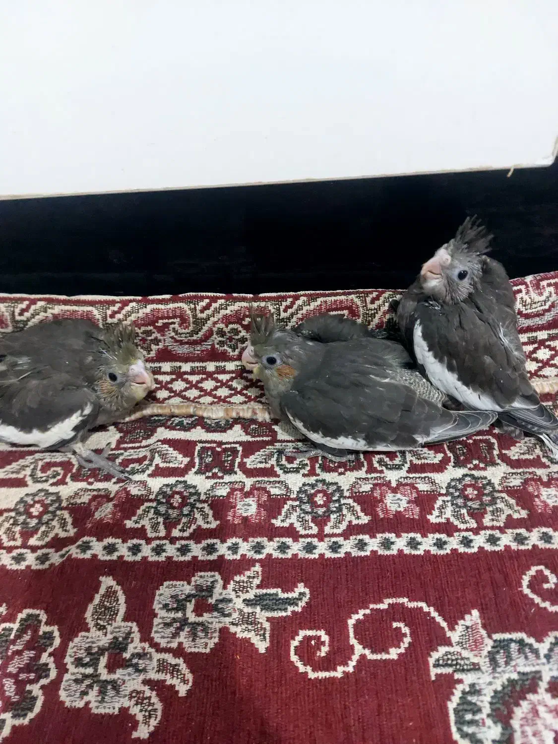 جوجه عروس هلندی|پرنده|چمران, |دیوار