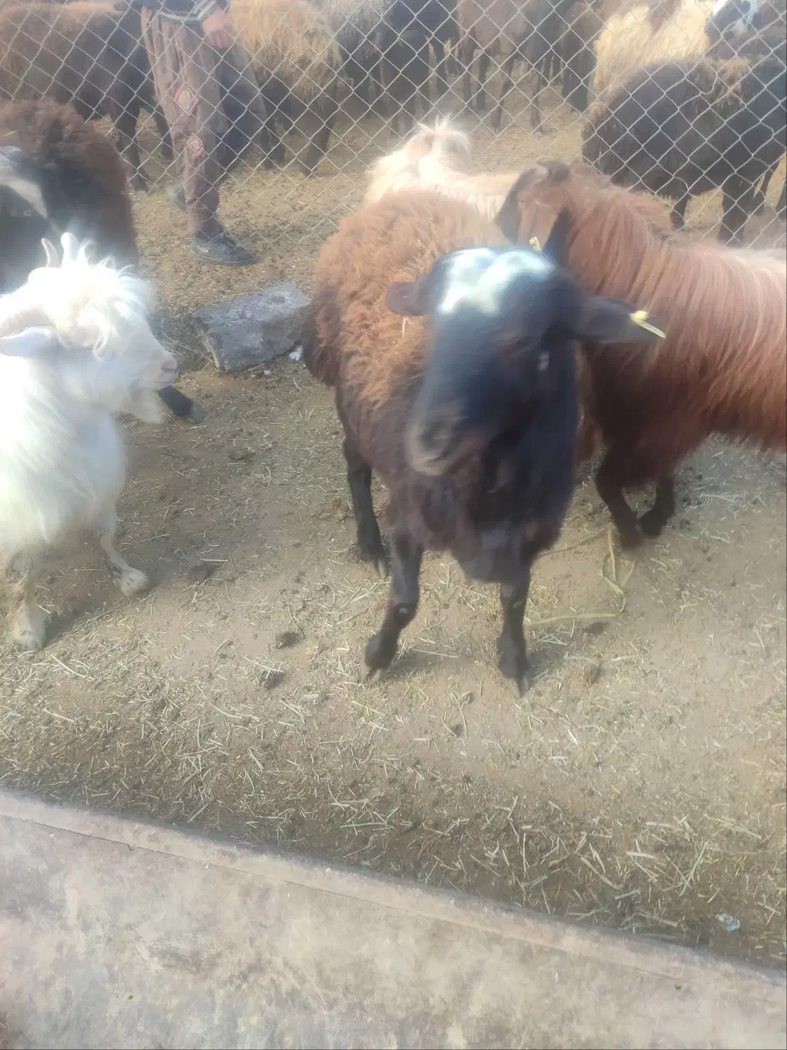 بره نر|حیوانات مزرعه|باغستان, |دیوار