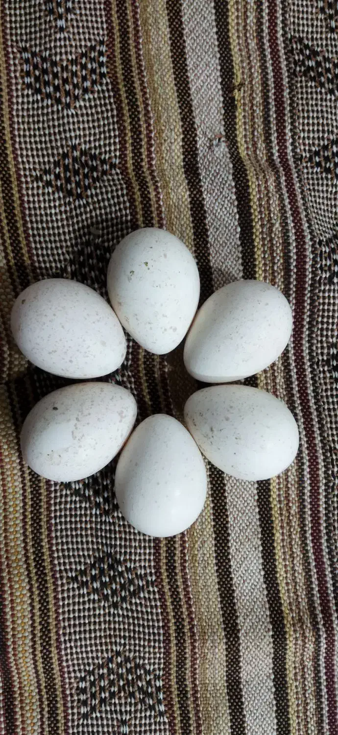 تخم بوقلمون انگلیسی اصل بدون نطفه مرغ محلی نطف دار|حیوانات مزرعه|مشهد, نظام دوست|دیوار
