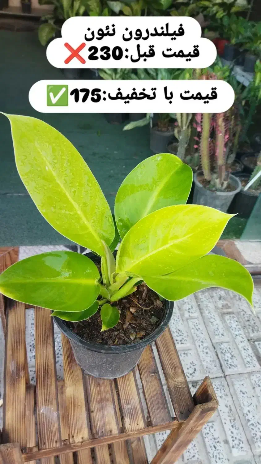 گل های آپارتمانی|گل و گیاه طبیعی|ملایر, |دیوار