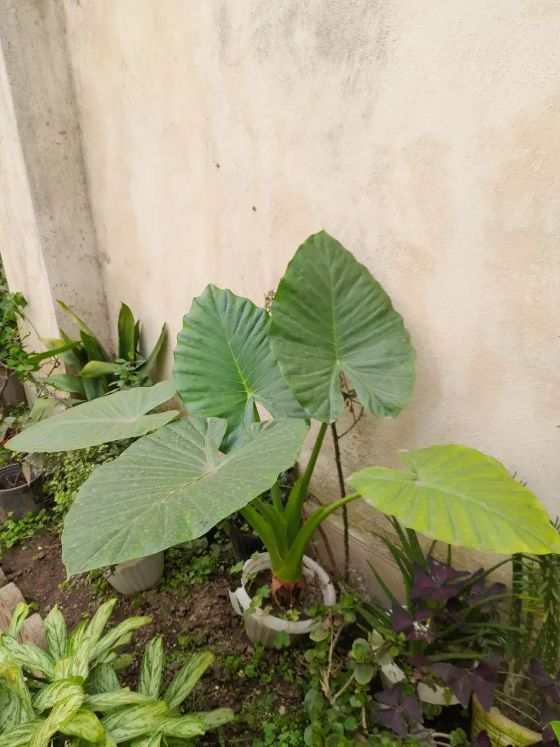 گل بابا ادم گل بنجامین و فیکوس و سیکاس|گل و گیاه طبیعی|رشت, نخودچر|دیوار