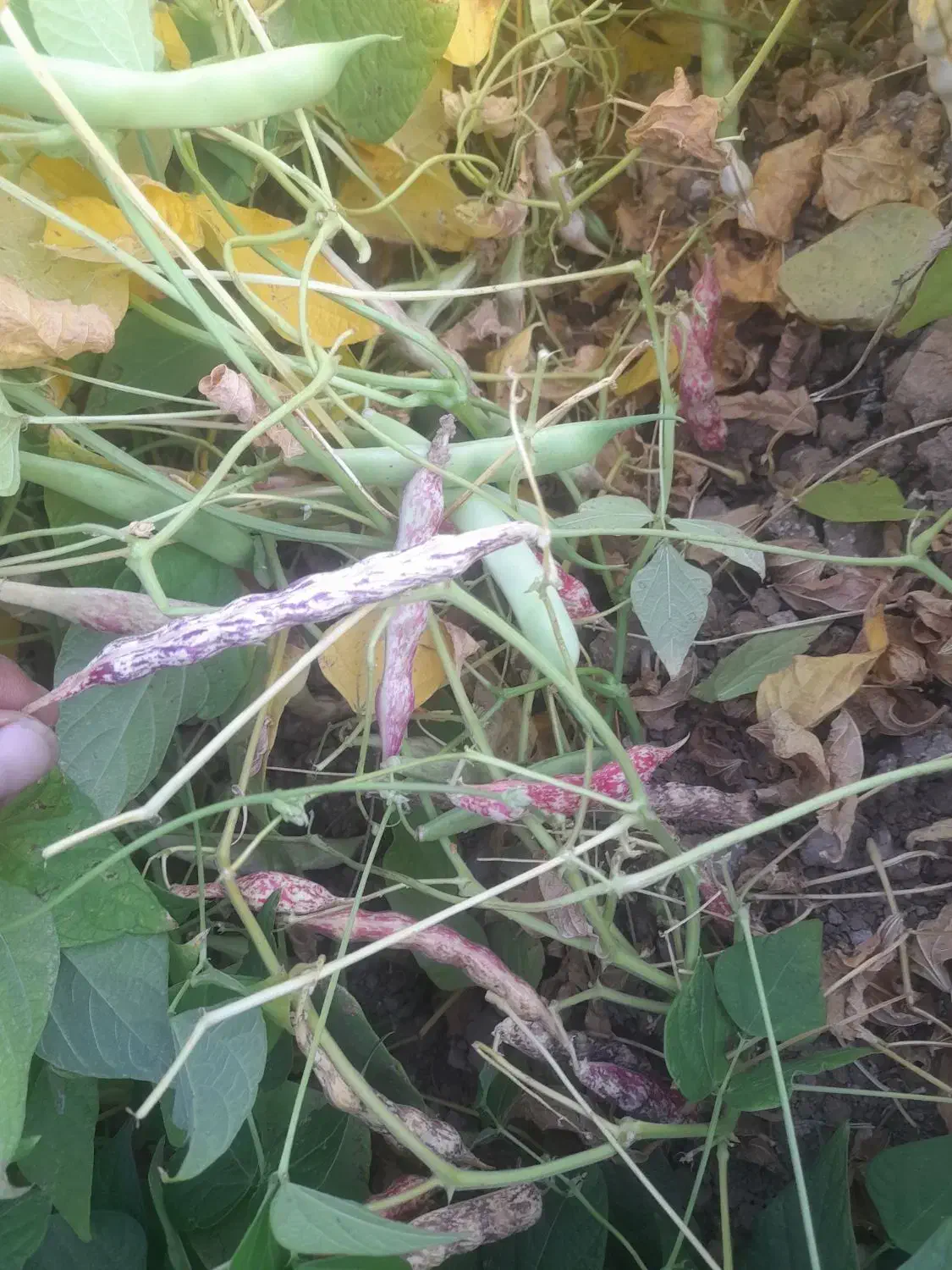 لوبیا چیتی|عمدهفروشی|سده (فارس), |دیوار