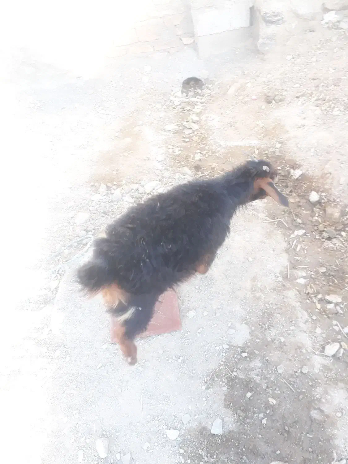 سلام یک بزوبزغاله|حیوانات مزرعه|سده (خراسان جنوبی), |دیوار