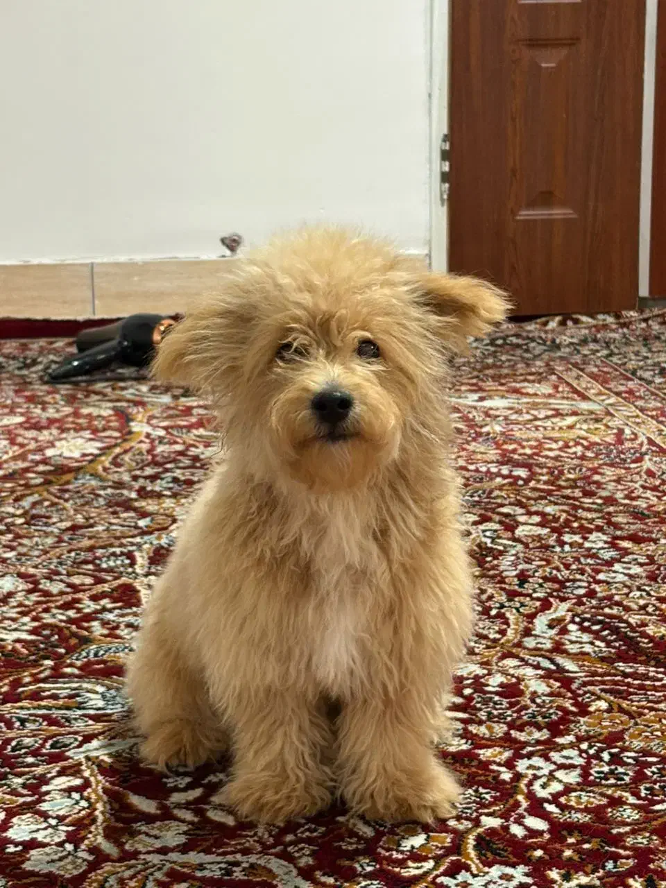 واگذاری سگ پودل|سگ|رفسنجان, |دیوار