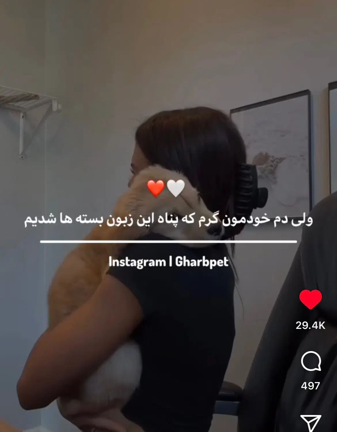 سگ پیدا شده|سگ|اصفهان, سرچشمه|دیوار