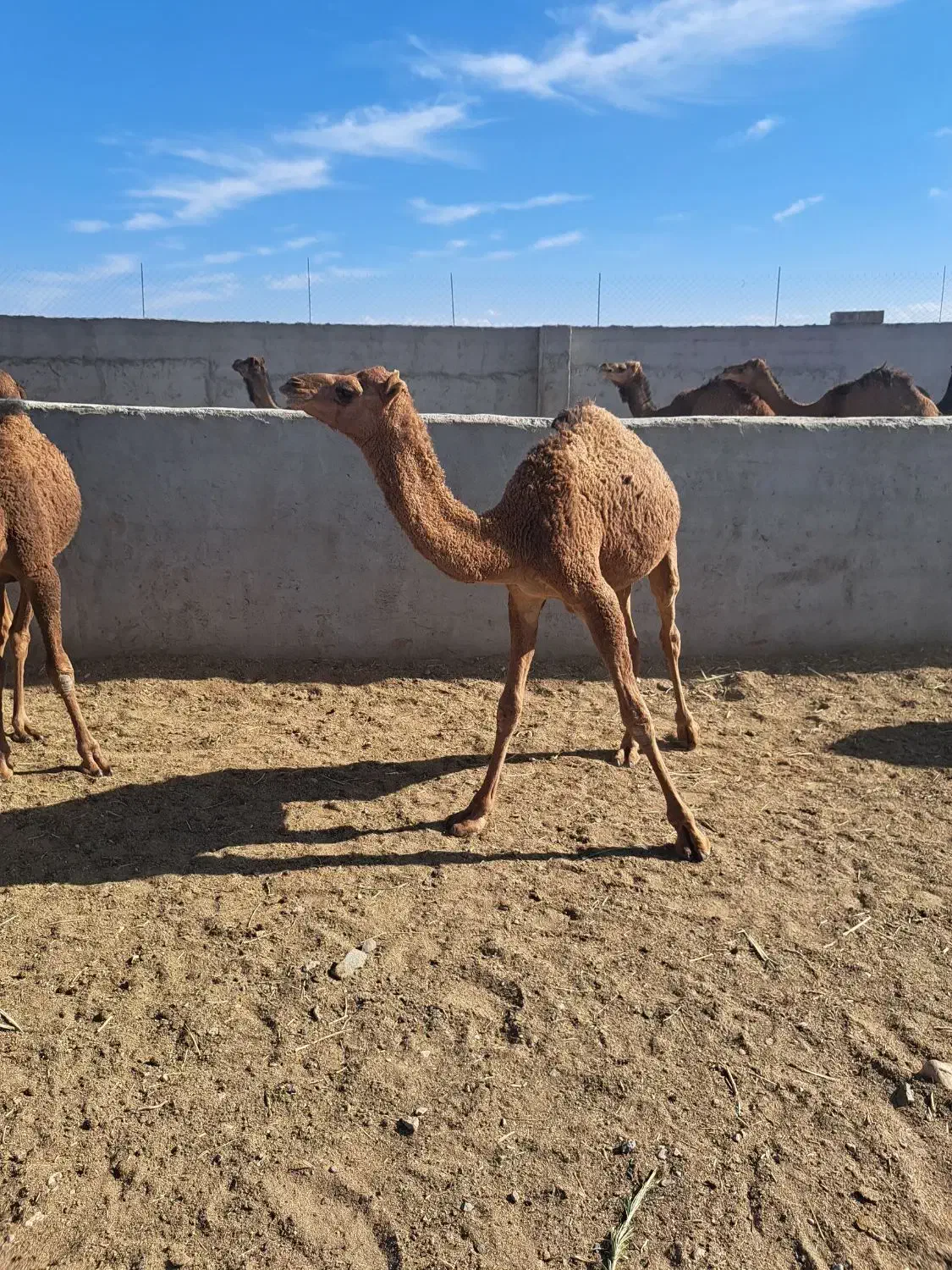 هاشی نر و ماده|حیوانات مزرعه|بافق, |دیوار