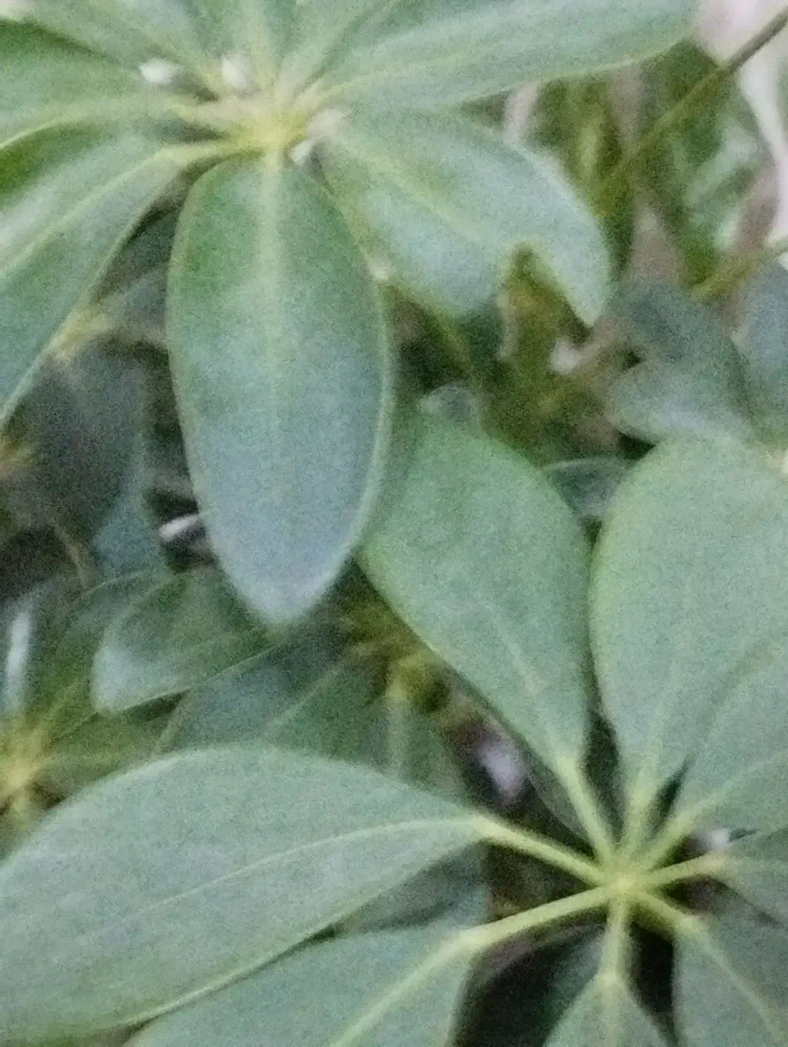 زمین کشاورزی ۱۷۰۶متردارای.سندثبتی|فروش زمین و ملک کلنگی|خاو و میرآباد, |دیوار