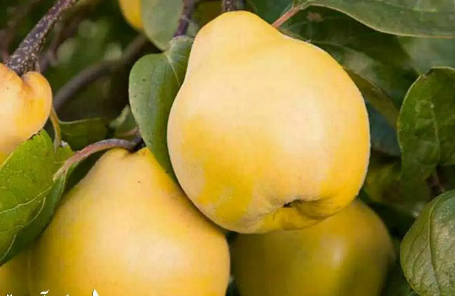 پیش فروش نهال به آناناسی|خدمات باغبانی و درختکاری|پلدختر, |دیوار