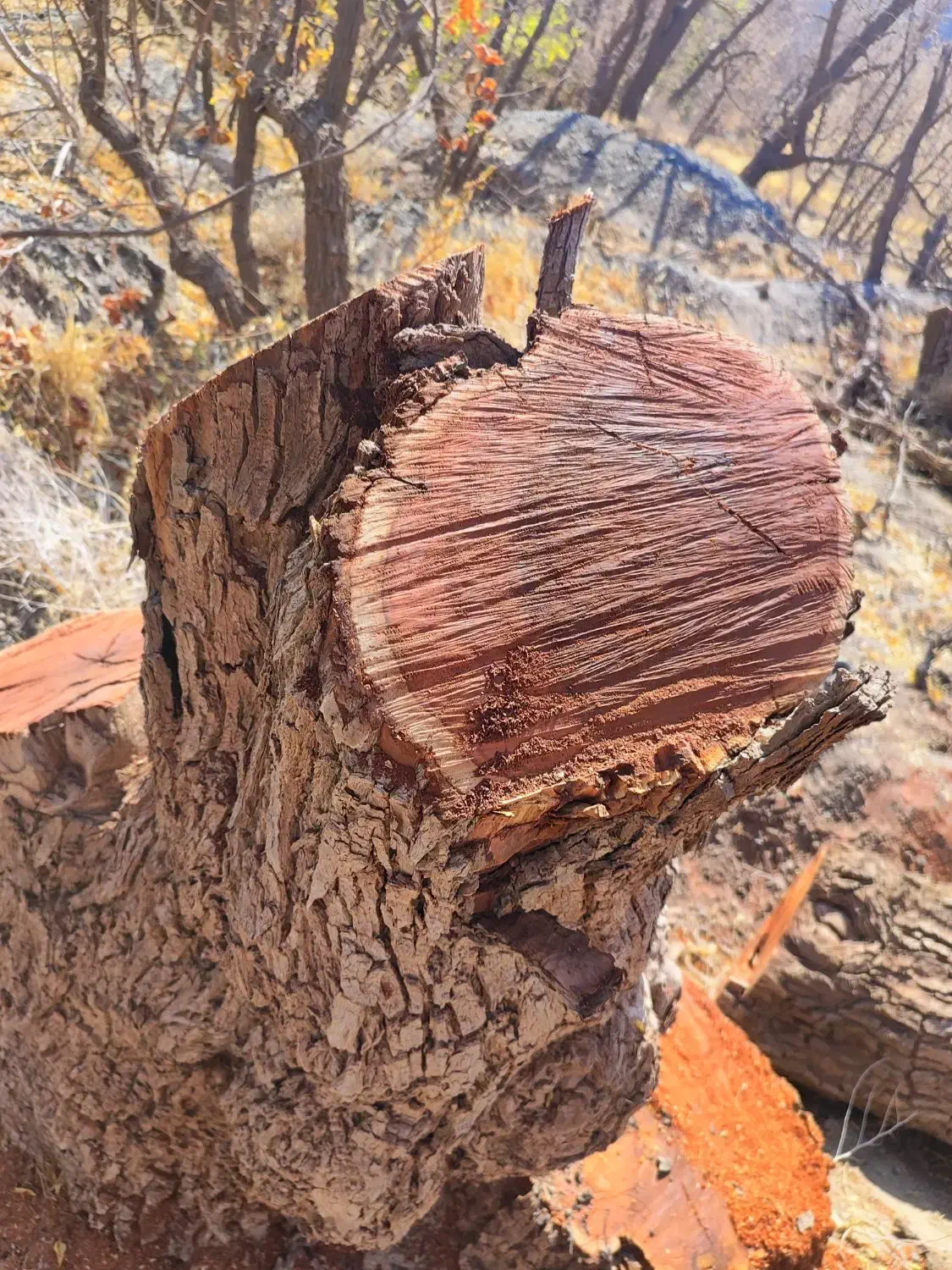 فروش چوب عناب|خدمات باغبانی و درختکاری|بیرجند, |دیوار