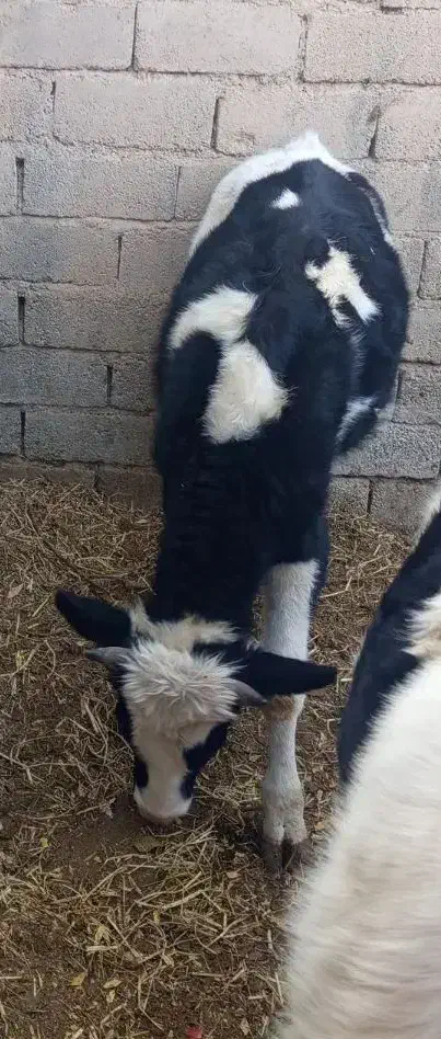 گاو ابستن 8 ماه|حیوانات مزرعه|کرمان, |دیوار