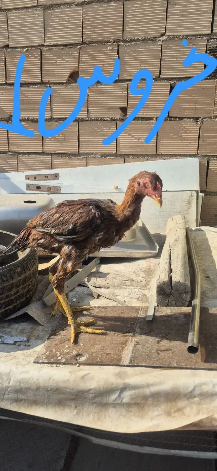 خروس لاری و مرغ لاری|حیوانات مزرعه|پاکدشت, پاکدشت (مامازند)|دیوار