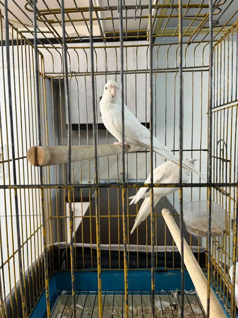 عروس هلندی آلبینو|پرنده|تهران, تهرانسر غربی|دیوار