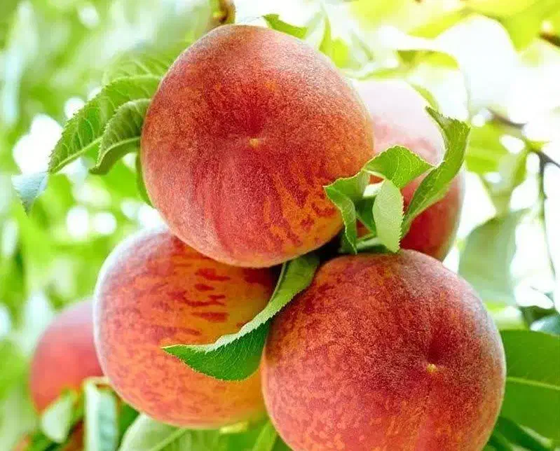 تولید و عرضه نهال هلو جوادی|خدمات باغبانی و درختکاری|بدره, |دیوار