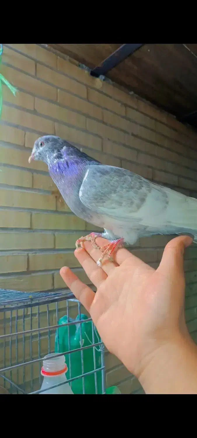 کله ای نر دستی مست فروشی|پرنده|اردکان, |دیوار