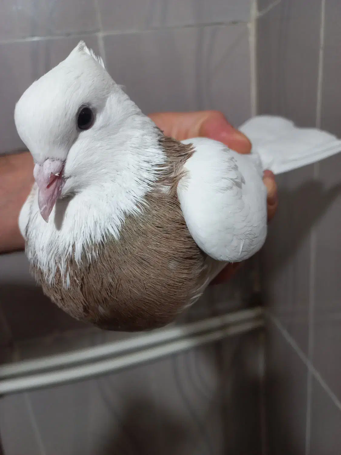 طوقی|پرنده|تهران, شیخ هادی|دیوار