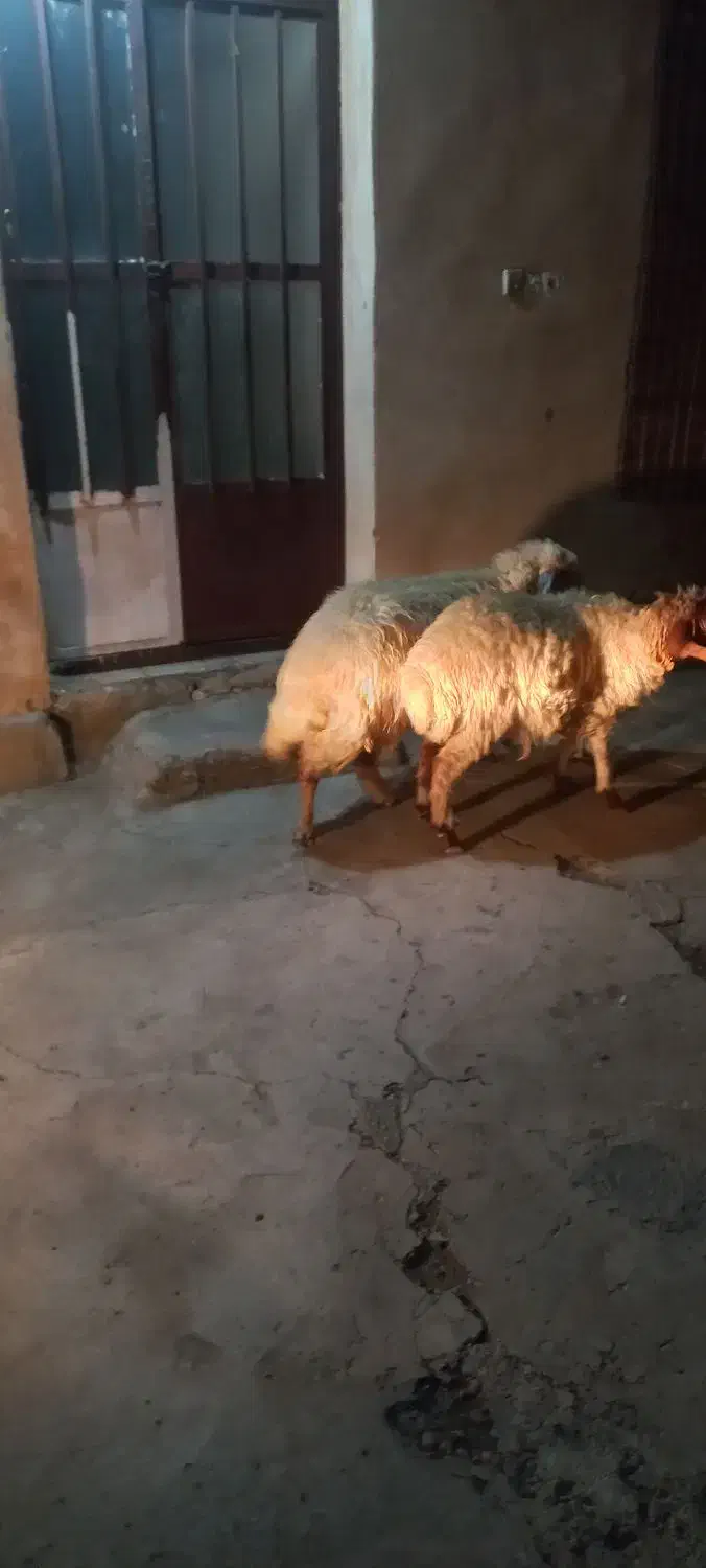 3عدت  شک اول شکم دوتا زاید یکی بره گرفت|حیوانات مزرعه|آبدانان, |دیوار