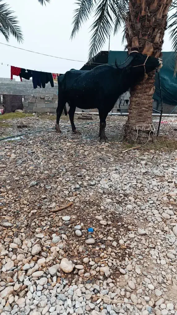 شوشتر شعیبیه|حیوانات مزرعه|شوشتر, |دیوار