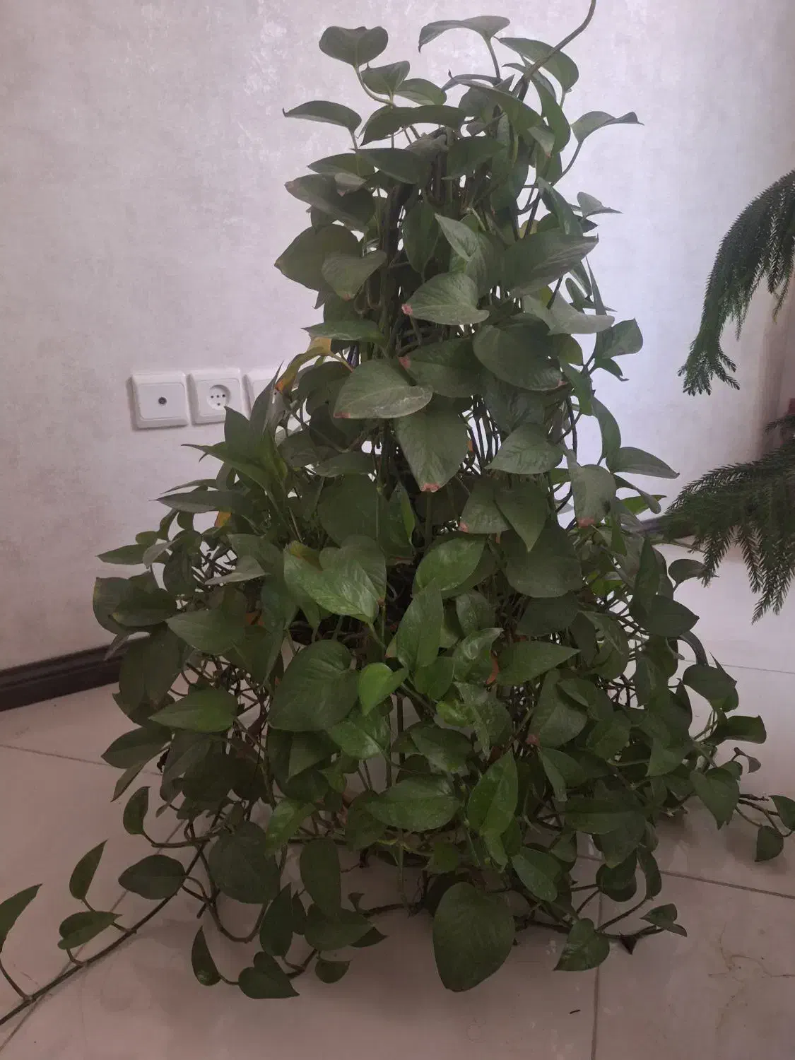 گل طبیعی پیتوس ودیفن باخیا|گل و گیاه طبیعی|مشهد, چهارچشمه|دیوار