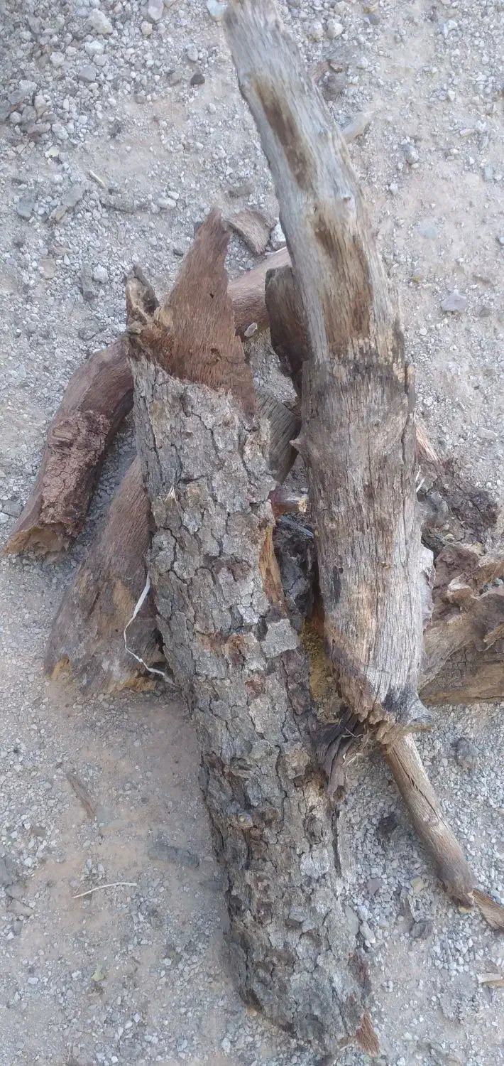 چوب خشک بلوط در گونی بسیار ضخیم|خدمات باغبانی و درختکاری|فلارد, |دیوار