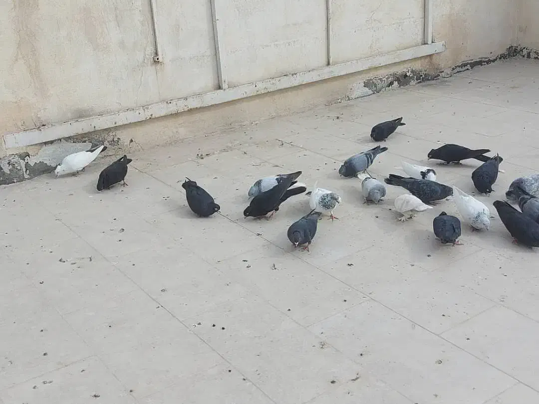 کبوتر|پرنده|قزوین, |دیوار