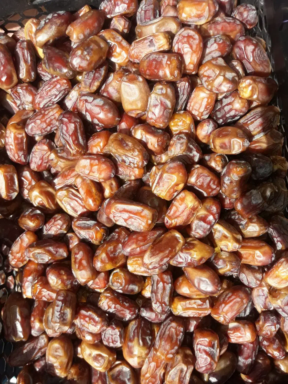 خرمای سعمران برای فروش۶۰هزارهرکیلو|خوردنی و آشامیدنی|تهران, امانیه|دیوار