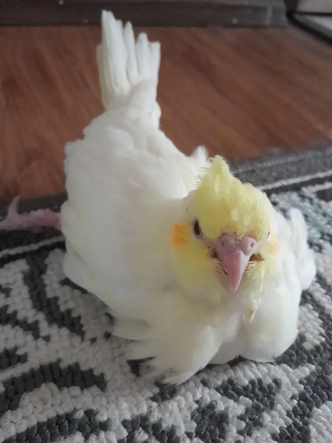 جوجه عروس هلندی|پرنده|شاهین‌شهر, طالقانی|دیوار