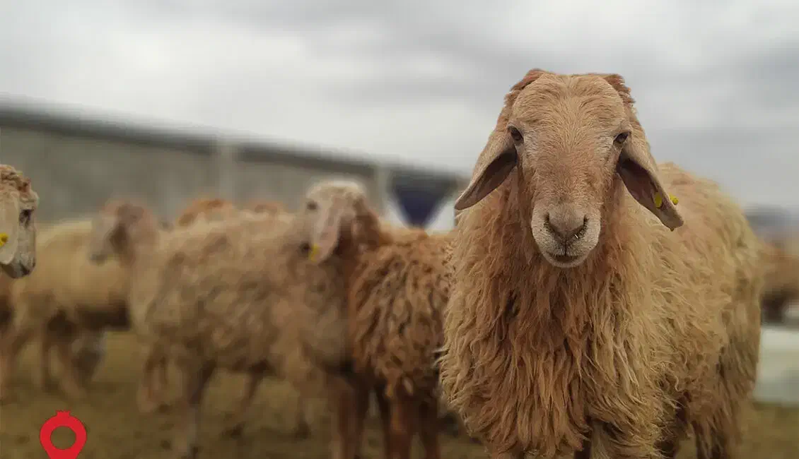 گوسفند پرگوشت ضمانتی کمردار/خونی|حیوانات مزرعه|مشهد, نوید|دیوار