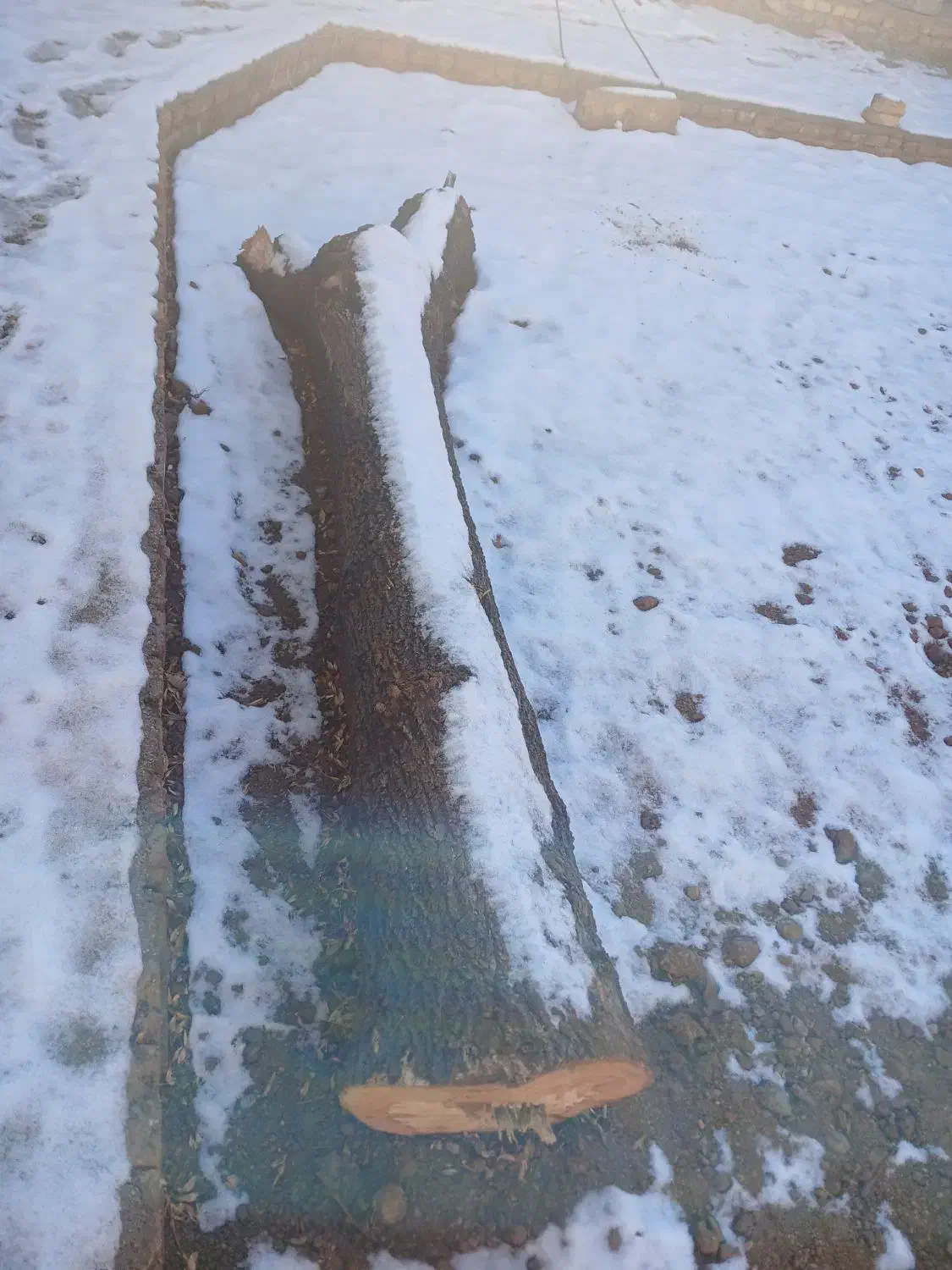 چوب درخت زبان گنجشک|مصالح و تجهیزات ساختمان|بلداجی, |دیوار