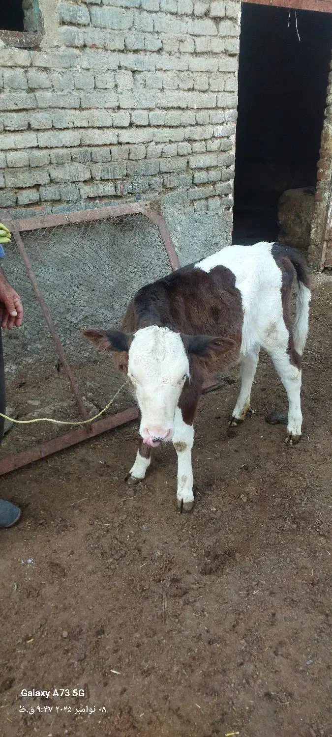 یک عدد گاو با گوساله ماده|حیوانات مزرعه|اشنویه, |دیوار